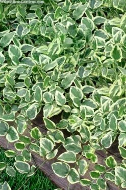 Variegated Bigleaf Periwinkle (Vinca Major 'Variegata') - 18 Pack Of Pint Pots -Garden Supplies Sales 2024 vinca major variegata big leaf periwinkle 14