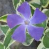 Variegated Bigleaf Periwinkle (Vinca Major 'Variegata') - 6 Pack Of Pint Pots -Garden Supplies Sales 2024 vinca major variegata rev 500x750 1