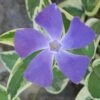 Variegated Bigleaf Periwinkle (Vinca Major 'Variegata') - 18 Pack Of Pint Pots -Garden Supplies Sales 2024 vinca major variegata rev 500x750 thumbnail