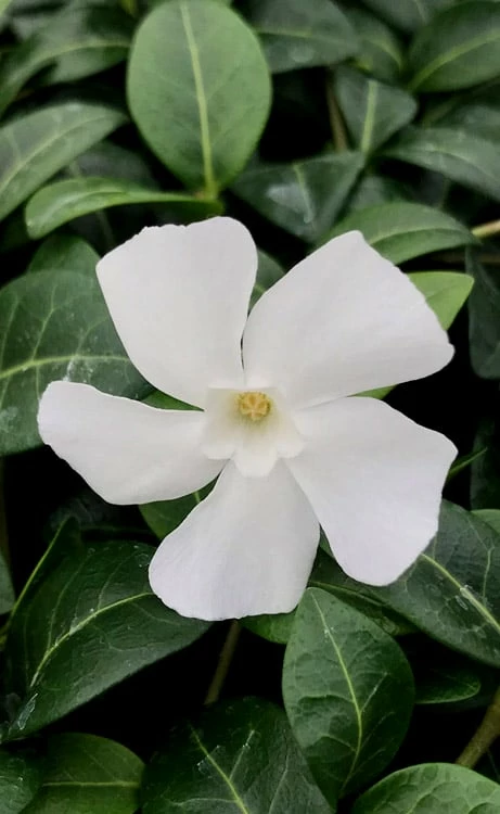 White Evergreen Periwinkle (Vinca minor 'Alba') - 6 Pack of Pint Pots White Evergreen Periwinkle (Vinca Minor 'Alba') - 6 Pack Of Pint Pots -Garden Supplies Sales 2024 vinca minor alba white evergreen periwinkle 1