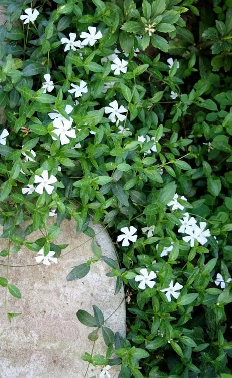 White Evergreen Periwinkle (Vinca minor 'Alba') - 6 Pack of Pint Pots White Evergreen Periwinkle (Vinca Minor 'Alba') - 6 Pack Of Pint Pots -Garden Supplies Sales 2024 vinca minor alba white evergreen periwinkle 2