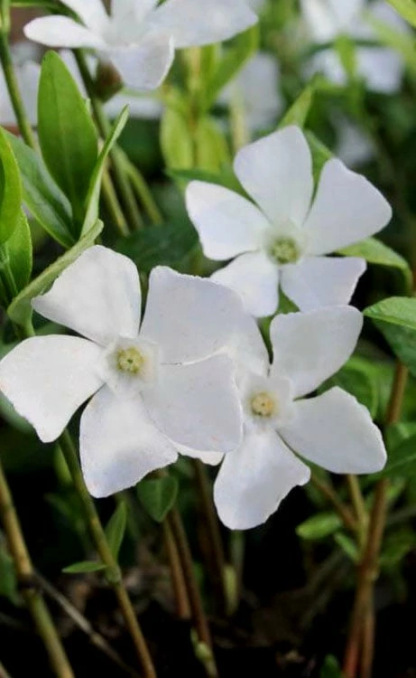White Evergreen Periwinkle (Vinca minor 'Alba') - 6 Pack of Pint Pots White Evergreen Periwinkle (Vinca Minor 'Alba') - 6 Pack Of Pint Pots -Garden Supplies Sales 2024 vinca minor alba white evergreen periwinkle 5