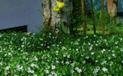 White Evergreen Periwinkle (Vinca Minor 'Alba') - 6 Pack Of Pint Pots 6 White Evergreen Periwinkle (Vinca Minor 'Alba') - 6 Pack Of Pint Pots -Garden Supplies Sales 2024 vinca minor alba white evergreen periwinkle 6