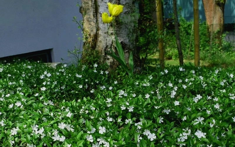 White Evergreen Periwinkle (Vinca minor 'Alba') - 6 Pack of Pint Pots White Evergreen Periwinkle (Vinca Minor 'Alba') - 6 Pack Of Pint Pots -Garden Supplies Sales 2024 vinca minor alba white evergreen periwinkle 6