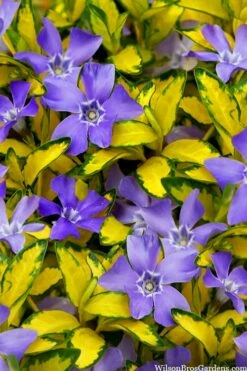 Illumination Variegated Periwinkle (Vinca Minor) - 10 Pack Of Pint Pots -Garden Supplies Sales 2024 vinca minor illumination 10