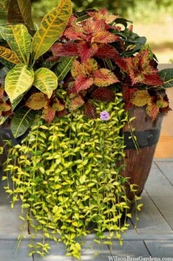 Illumination Variegated Periwinkle (Vinca Minor) - 5 Pack Of Pint Pots -Garden Supplies Sales 2024 vinca minor illumination 7 1