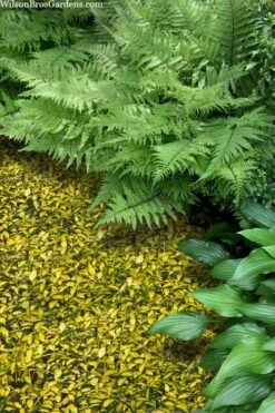 Illumination Variegated Periwinkle (Vinca Minor) - 5 Pack Of Pint Pots -Garden Supplies Sales 2024 vinca minor illumination 8 1