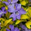 Illumination Variegated Periwinkle (Vinca Minor) - 5 Pack Of Pint Pots -Garden Supplies Sales 2024 vinca minor illumination 9 1