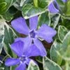 Ralph Shugert Variegated Periwinkle - Vinca Minor - 3 Pack Of Pint Pots -Garden Supplies Sales 2024 vinca minor ralph shugert variegated evergreen periwinkle 1 1