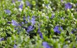 Ralph Shugert Variegated Periwinkle - Vinca Minor - 3 Pack Of Pint Pots -Garden Supplies Sales 2024 vinca minor ralph shugert variegated evergreen periwinkle 3 1
