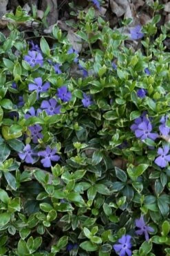 Ralph Shugert Variegated Periwinkle - Vinca Minor - 5 Pack Of Pint Pots -Garden Supplies Sales 2024 vinca minor ralph shugert variegated evergreen periwinkle 4