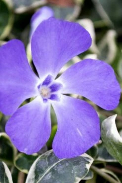 Ralph Shugert Variegated Periwinkle - Vinca Minor - 5 Pack Of Pint Pots -Garden Supplies Sales 2024 vinca minor ralph shugert variegated evergreen periwinkle 6