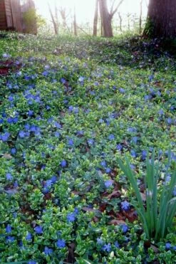 Ralph Shugert Variegated Periwinkle - Vinca Minor - 5 Pack Of Pint Pots -Garden Supplies Sales 2024 vinca minor ralph shugert variegated evergreen periwinkle 7