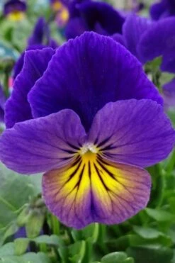 Celestial Northern Lights Hardy Viola - 5 Pack Of Quarts -Garden Supplies Sales 2024 viola celestial northern lights 2