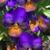 Celestial Northern Lights Hardy Viola - 5 Pack Of Quarts -Garden Supplies Sales 2024 viola celestial northern lights 4