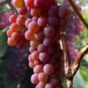 Canadice Red Seedless Grape Vine - 1 Gallon Pot -Garden Supplies Sales 2024 vitis canadice seedless red grape vine 2