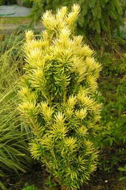 Korean Gold Plum Yew (Cephalotaxus) - 3 Gallon Pot -Garden Supplies Sales 2024 yew korean gold 2 500x750 1