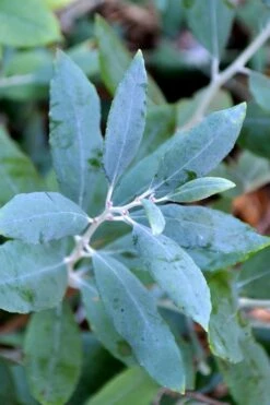 Woodlanders Blue Dusty Zenobia (Honeycup) - 1 Gallon Pot -Garden Supplies Sales 2024 zenobia woodlanders blue 21