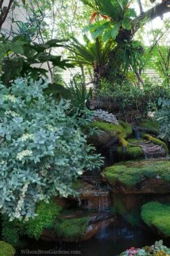 Woodlanders Blue Dusty Zenobia (Honeycup) - 3 Gallon Pot -Garden Supplies Sales 2024 zenobia woodlanders blue 25 1